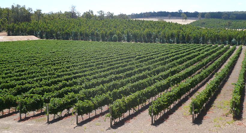 Dickinson Estate Wine Vineyard
